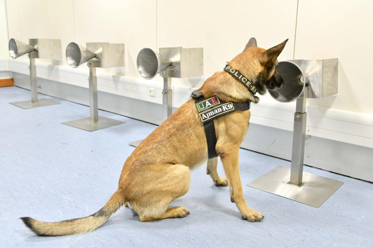 k9 dogs detect covid